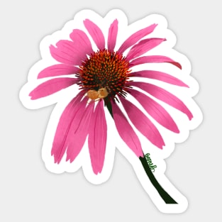 Purple Coneflower & Honeybee Sticker